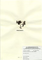 藏品(厚龍鬚菜)的圖片